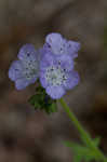 Fuzzy phacelia